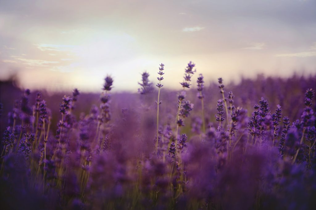 Nervine sedative herbs for anxiety relief