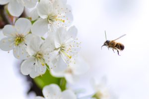 Bee flying near white flowers during the spring. Top 10 remedies for airborne allergies