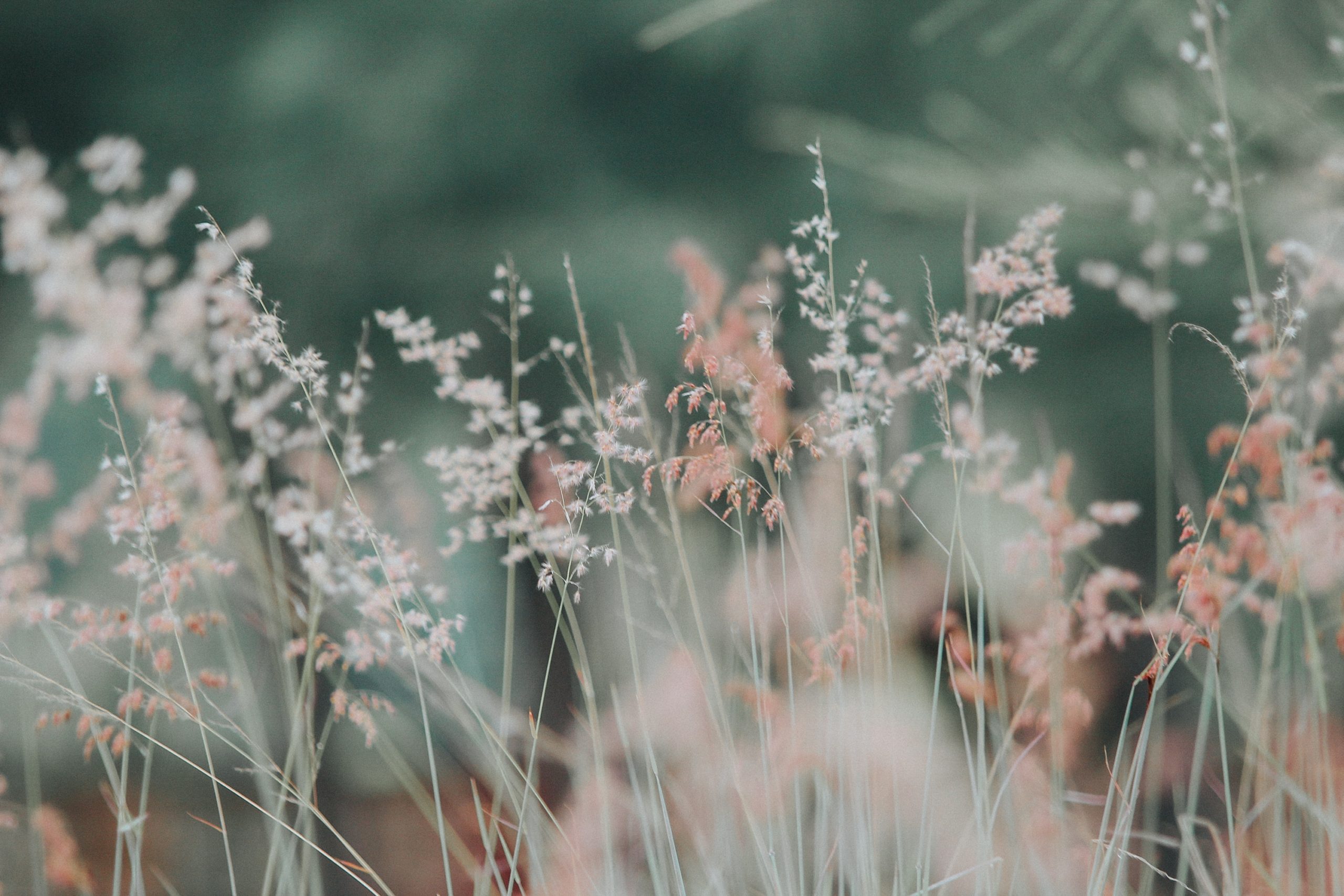 Trinity School of Natural Health - Master Herbalist Program Review