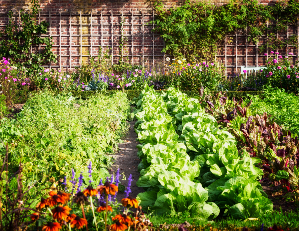 Is eating meat ethical - arguments for and against a vegan lifestyle. Vegetable garden.