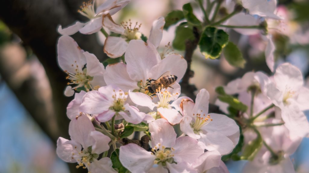 Allergy relief resources